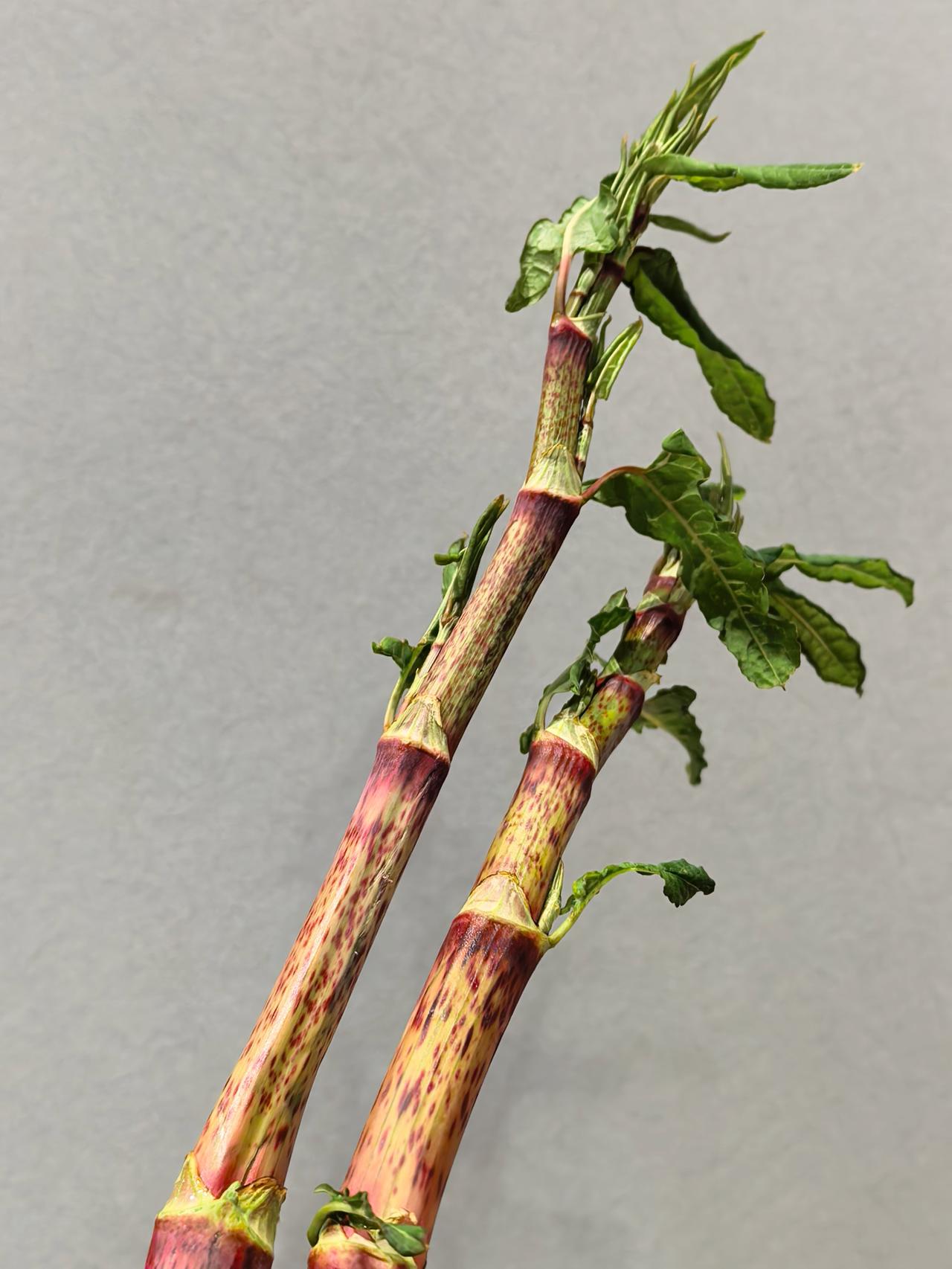 童年的味道，都在表情里。
野甘蔗，虎杖，旧时物质匮乏，但凡有味无毒的，都是人类的