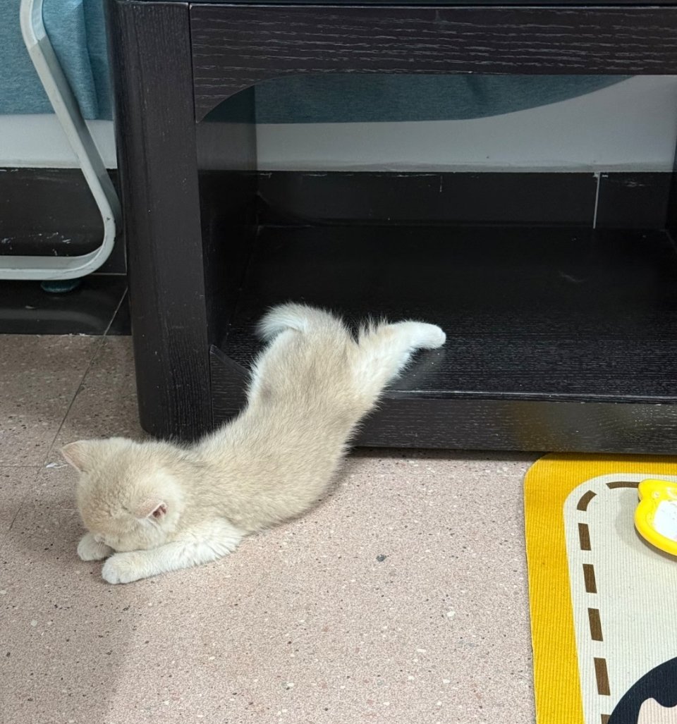 萌宠 它不是摔倒，它是在睡觉 