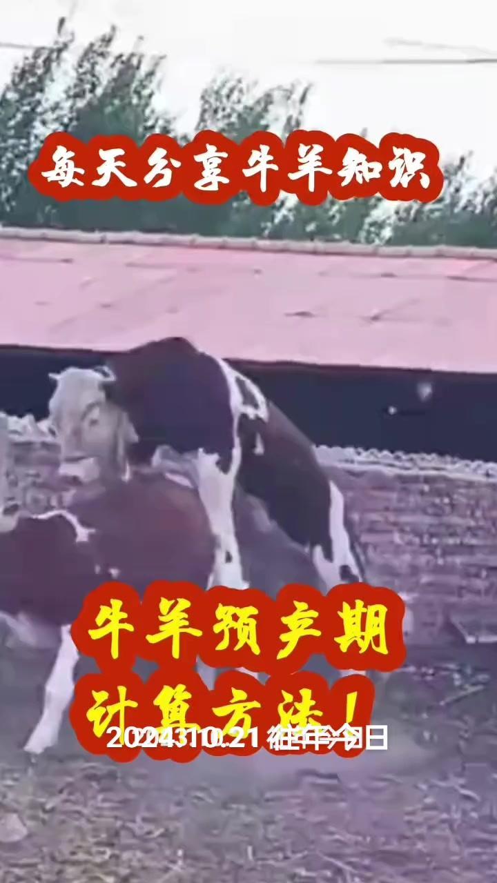 如何提高养羊效益？掌握这些技术要点很关键～

🐑**品种选择**：选生长快、繁