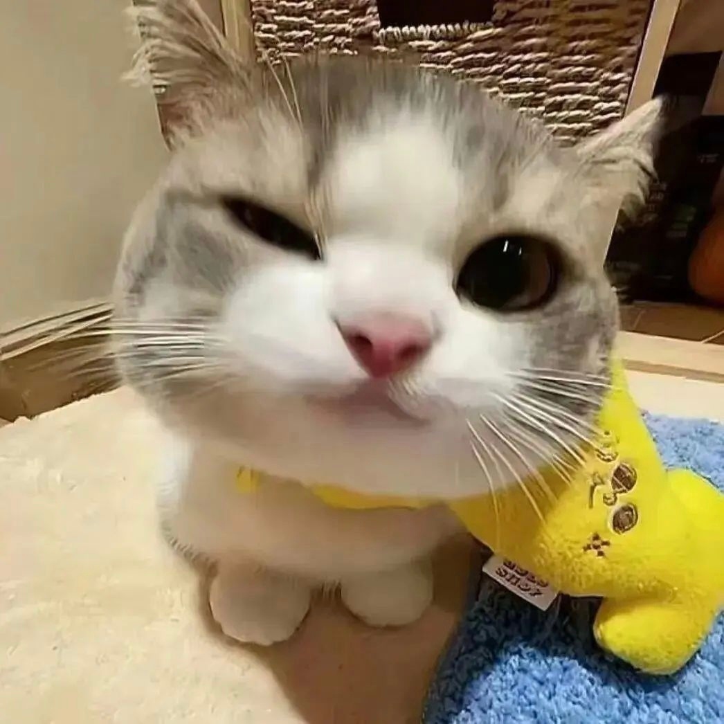 可爱的猫猫壁纸 