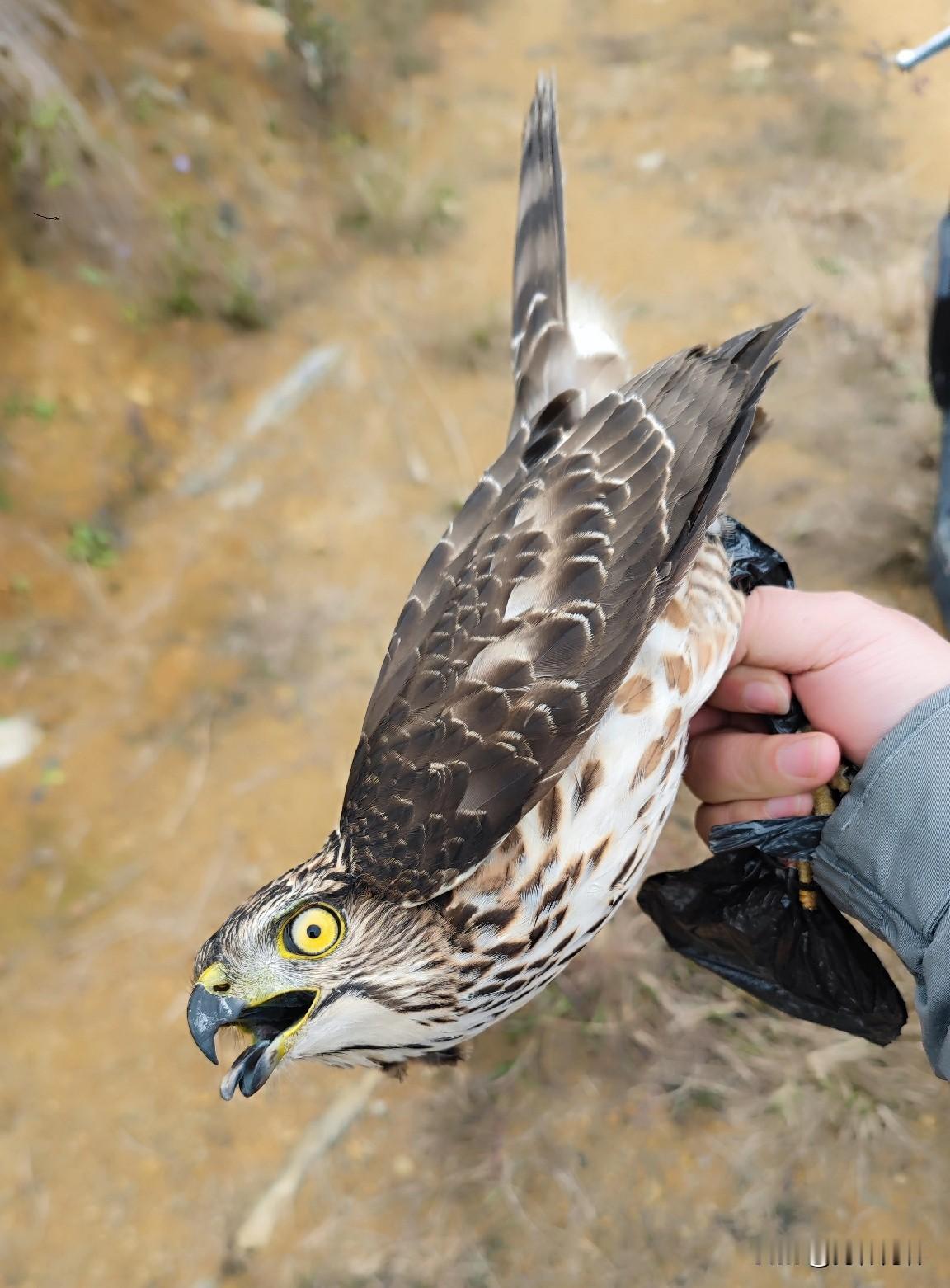鸡都被它抓完了
你们说应该怎么处置？