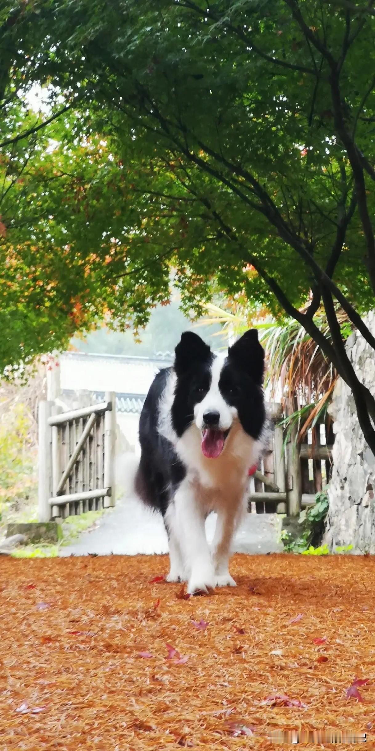 一人一车一狗，开启2026的新行程。
         先从南京回四川老家，此次