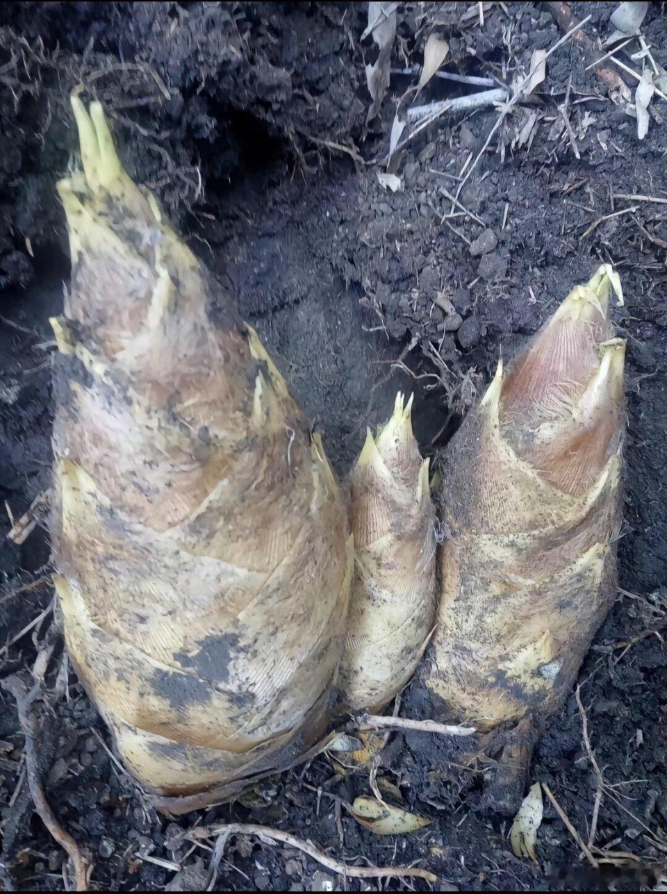 最近在短视频平台上经常刷到挖冬笋的视频，感觉还挺有趣的。大家挖过冬笋吗？ 