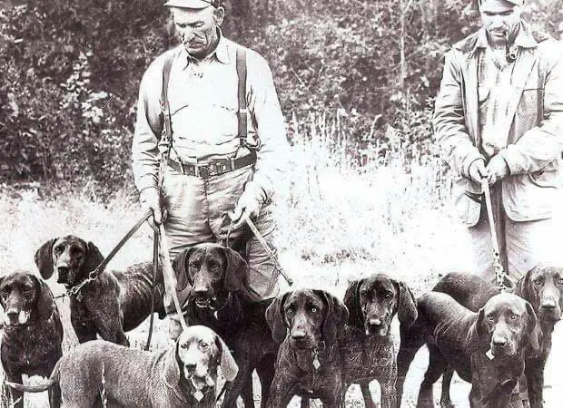 1950年，普罗特猎犬和现在有区别吗？把你的普罗特猎犬发在评论区讨论?...