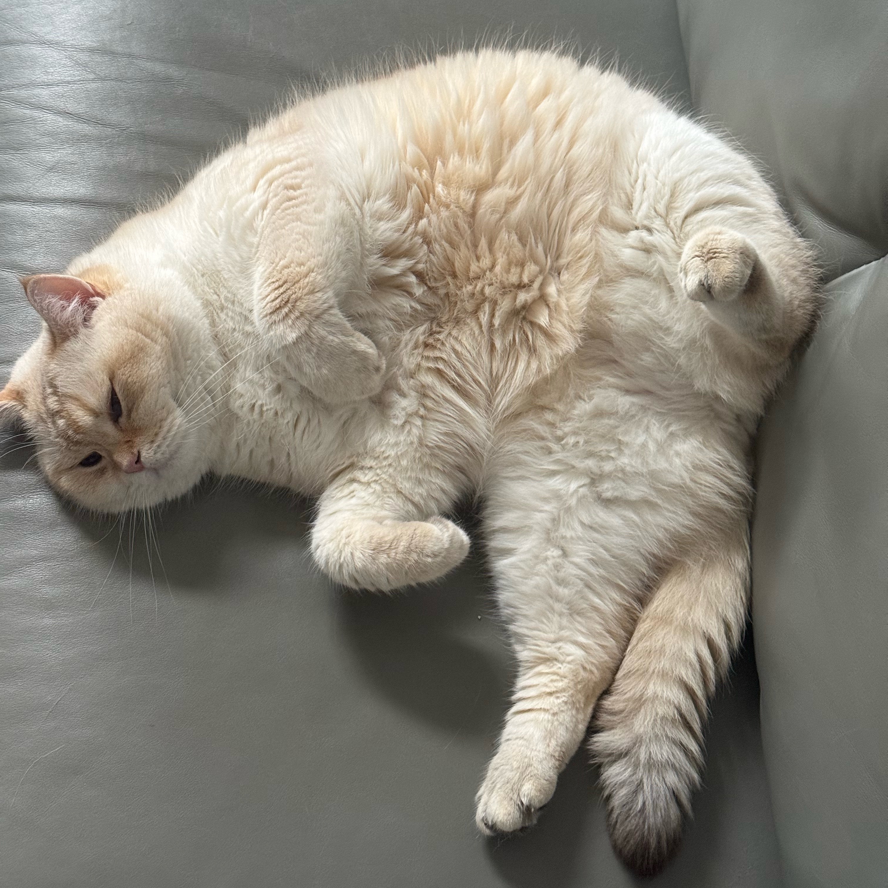 家猪睡成了一滩 萌得我猛rua小肚皮 