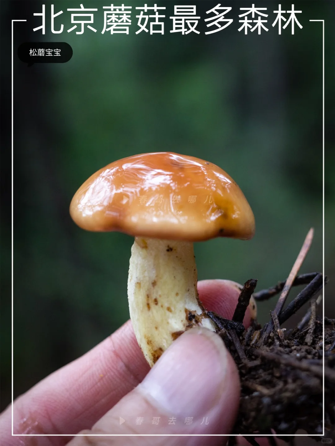 在京郊实现采蘑菇自由！🍄 附攻略！