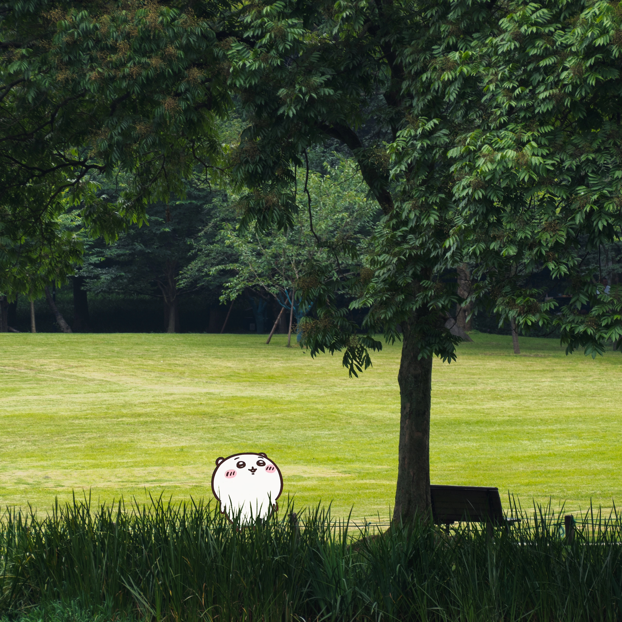 chiikawa三小只岁月静好的生活🐾🌳 ​​​