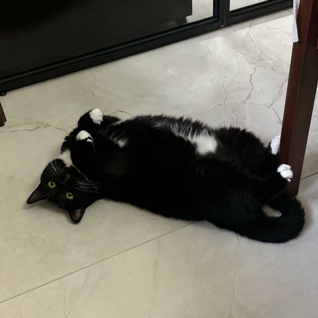 “忽然，很快出拳”daily奶牛猫奶粉投稿