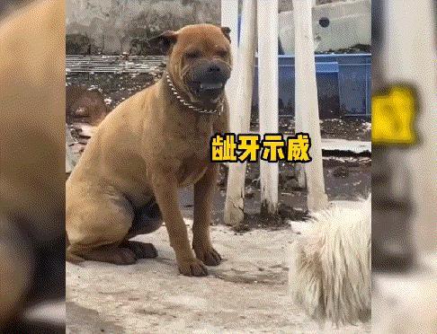 网友:呲牙就算了，为什么要卖萌呢？