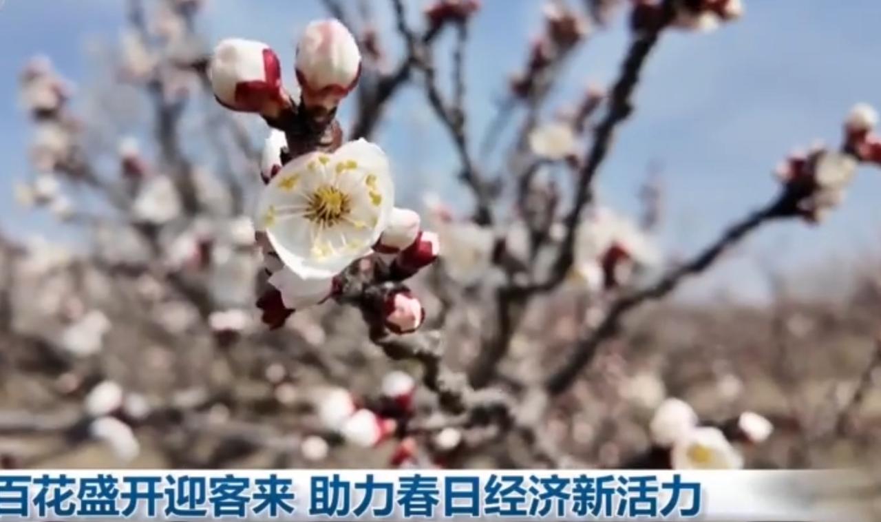 春日百花盛放，郁金香、樱花、牡丹竞相绽放，漫山花海如云似霞。游客漫步花间，拍照打