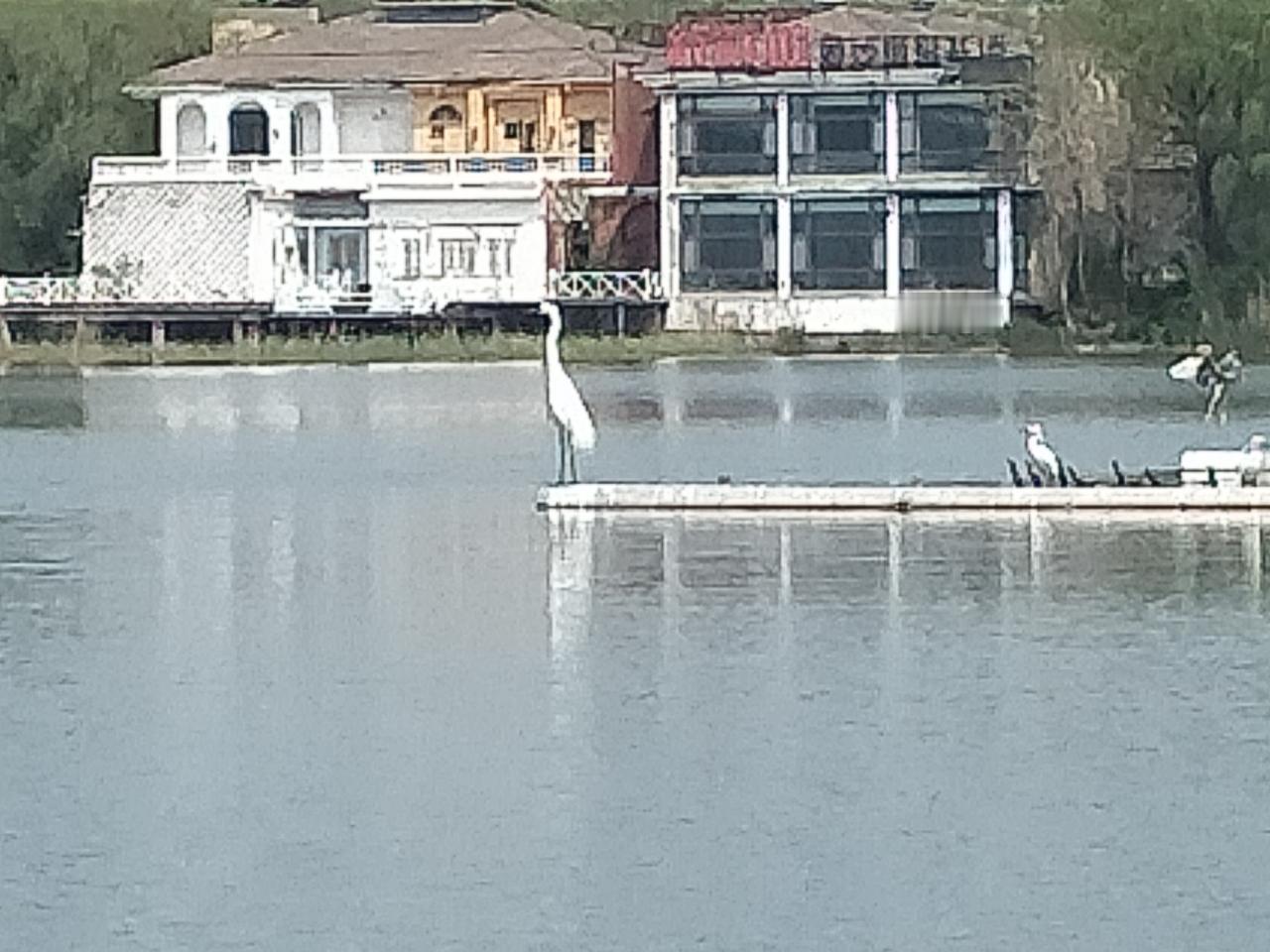 鸢都湖喷泉上，飞来多只云游野鹤。