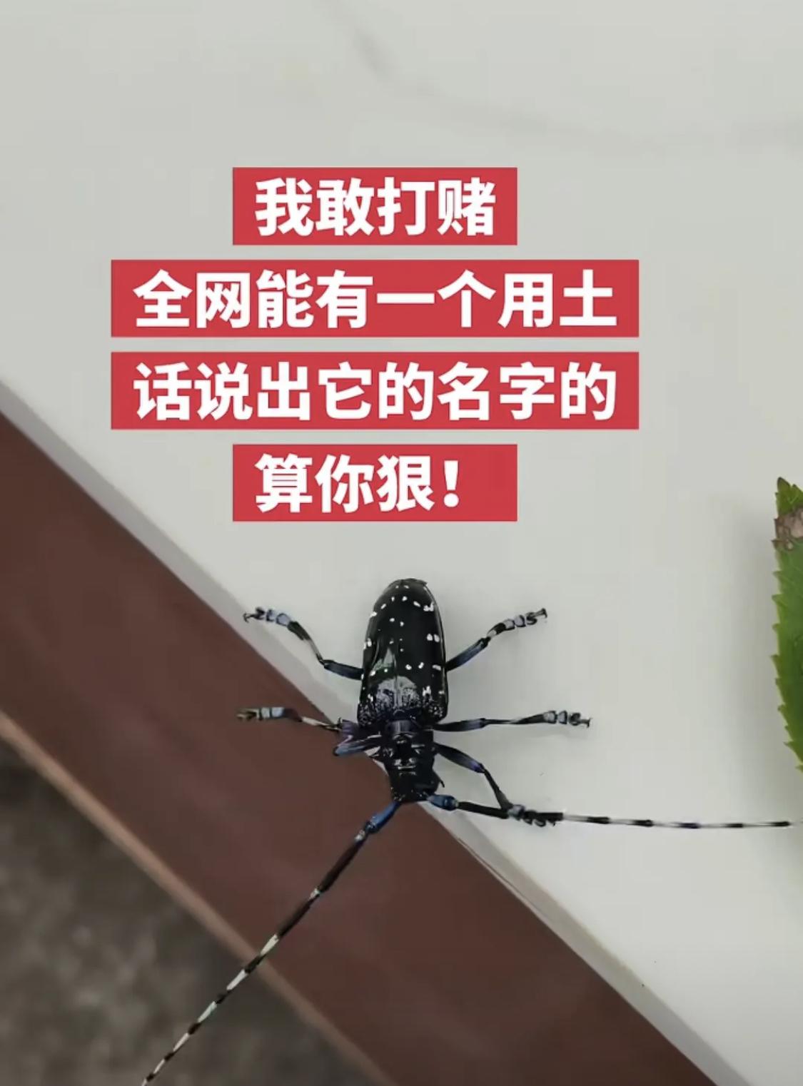 能用土话说出它的名字，算你厉害！