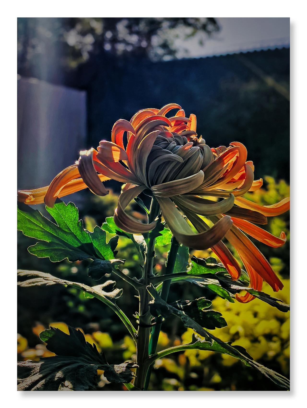 紫竹院行宫菊花秋展