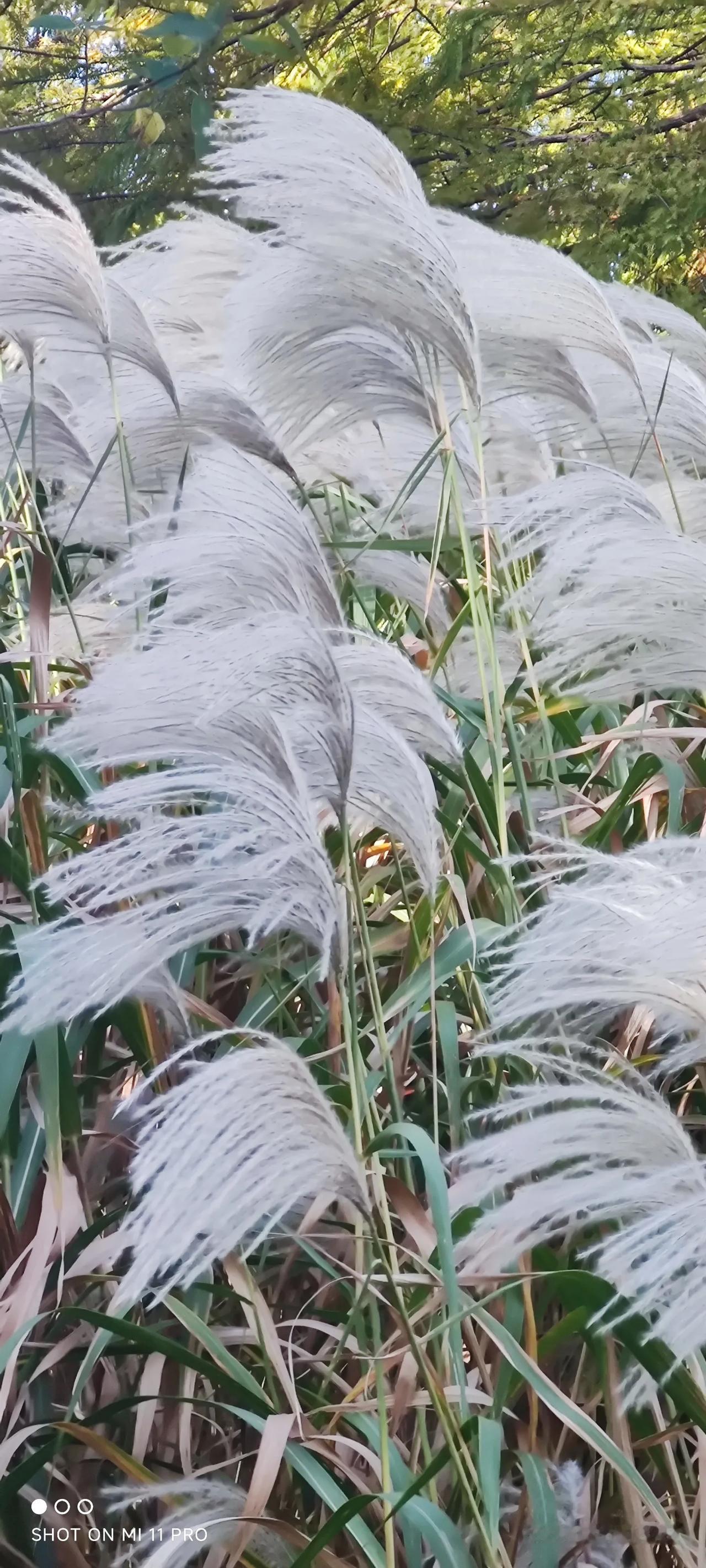 长广溪秋色如画