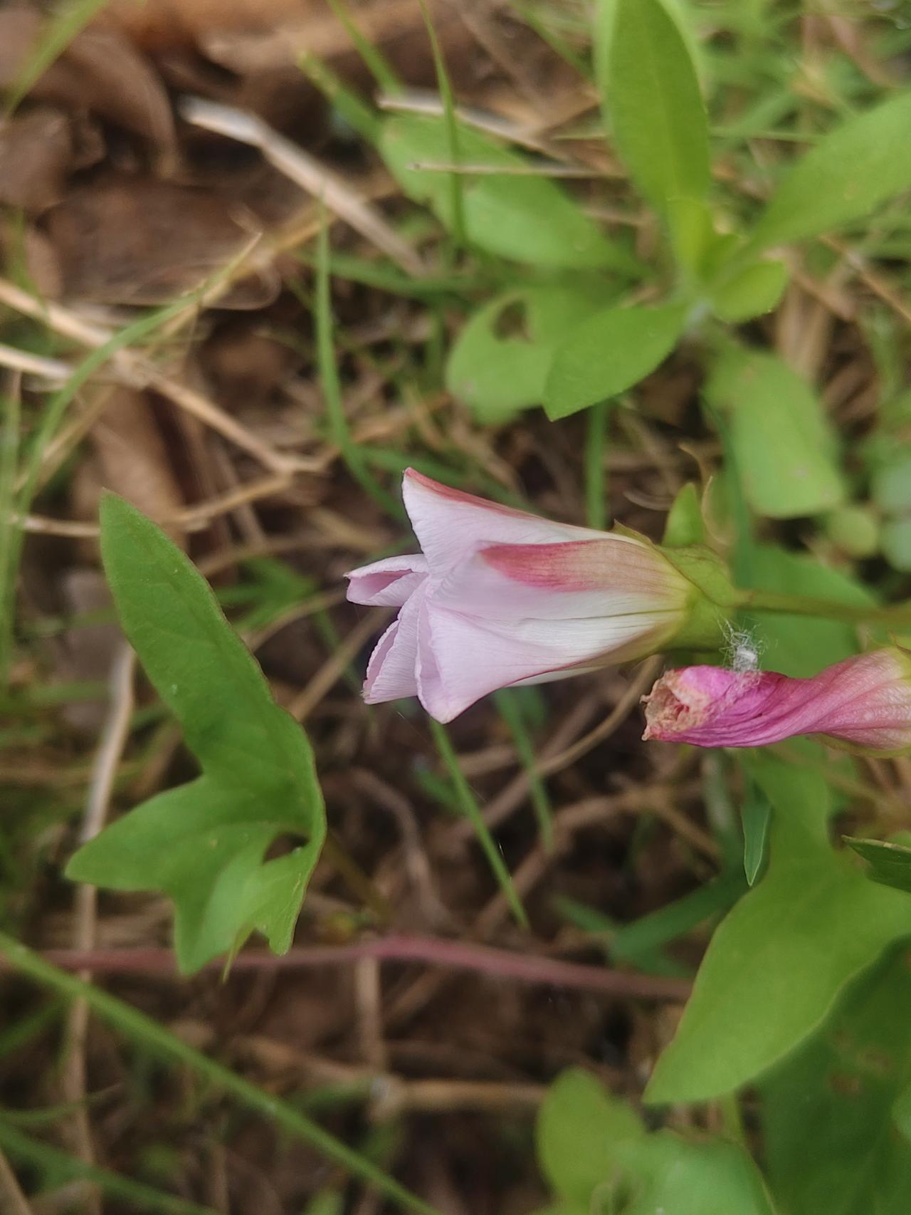 粉嫩的小花，自然中的小清新。🌸🌿