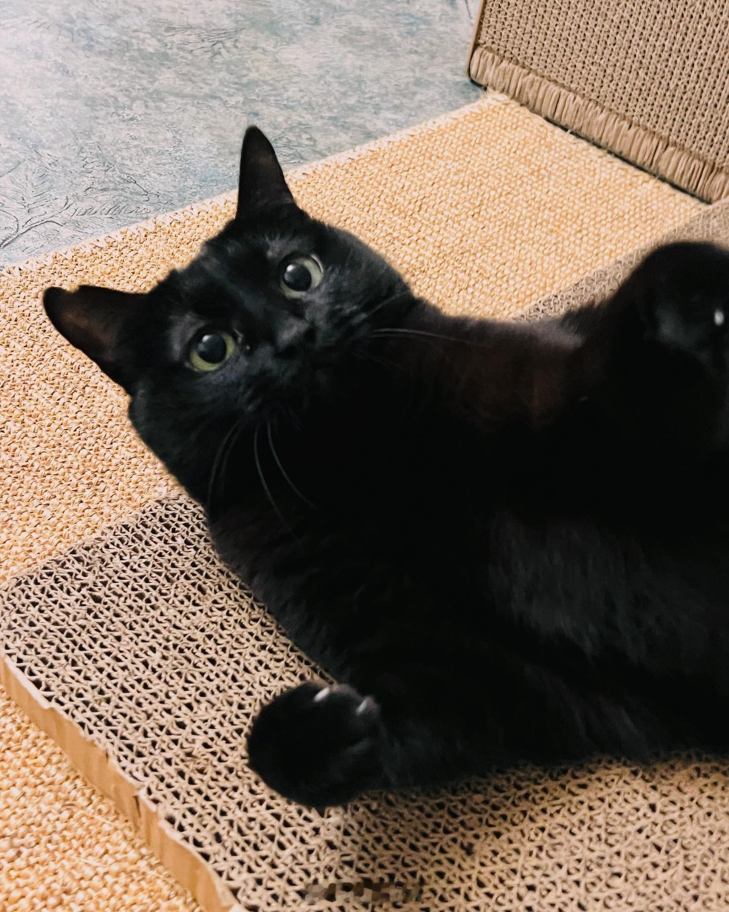 我是有點兇，但可愛居多～蝦蝦不可以太可愛 ​​​