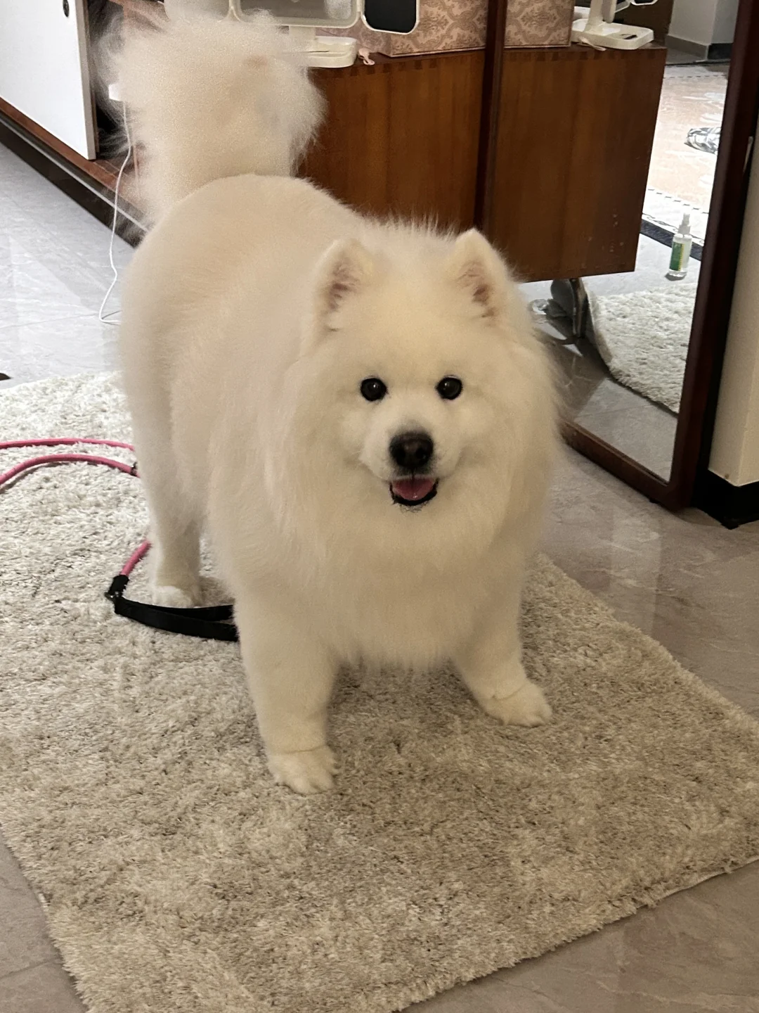 看起来心眼很多的狗