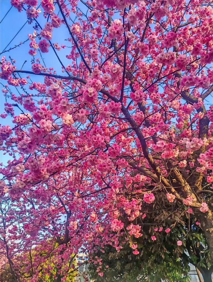 哇，你看这棵樱花树开得也太绝了吧！🌸 满树都是粉嘟嘟的花团，像把整个春天的温柔