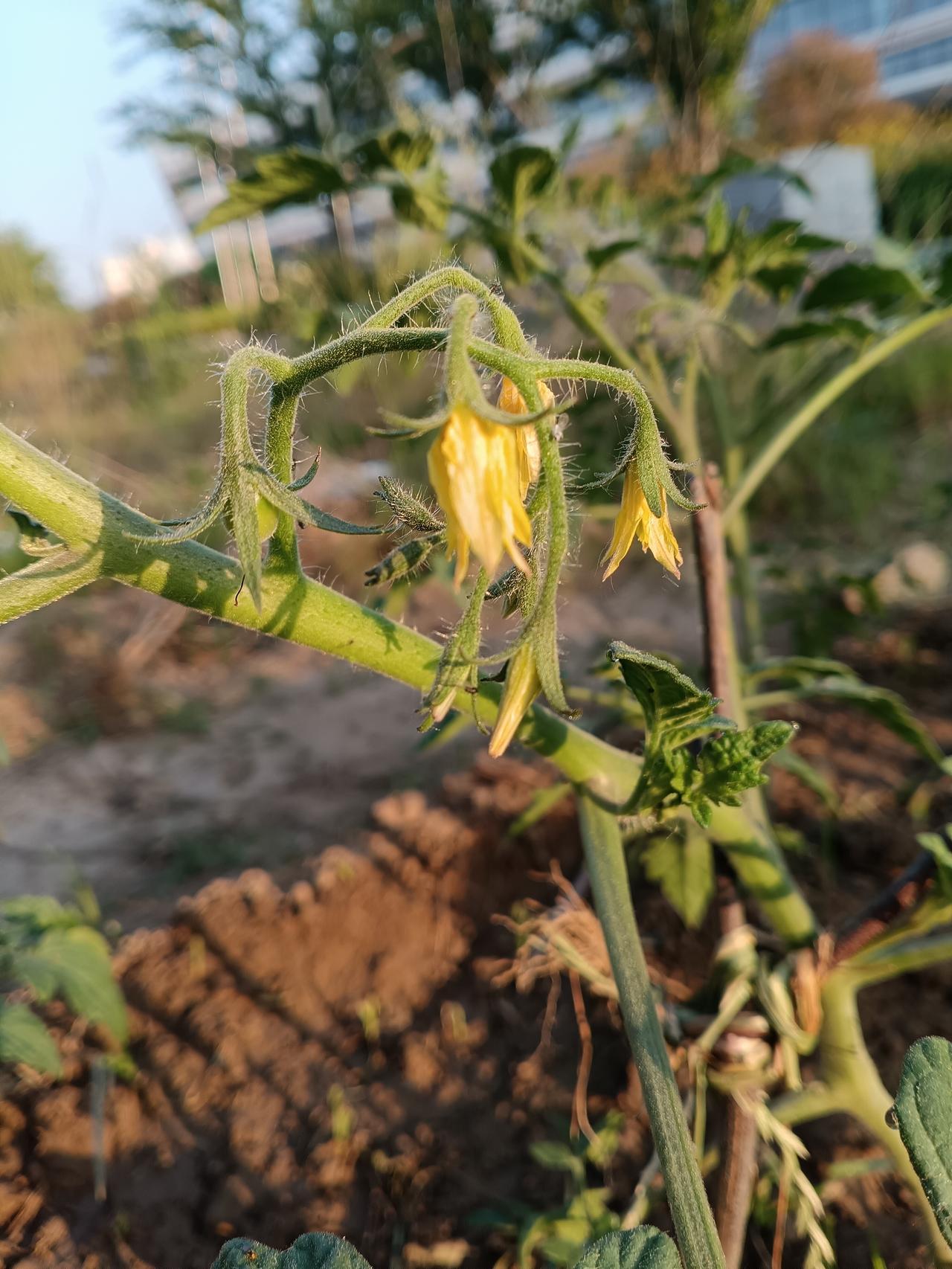 番茄藤上黄花初绽，绒毛沾着晨光，静待小果子悄悄冒头🍅