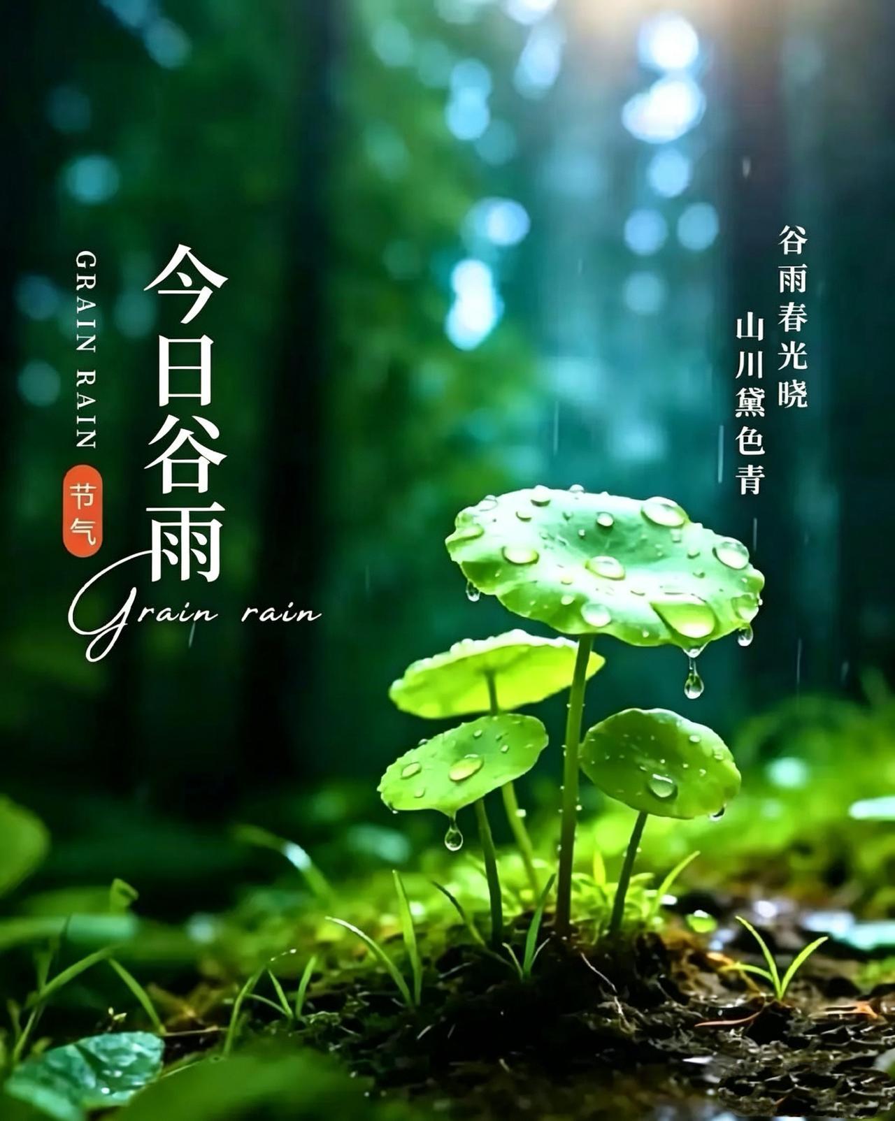 今日谷雨
萍浮新水涨陂塘，
杜宇声中绿满冈。
点点催花匀晓露，
丝丝润物趁微凉。