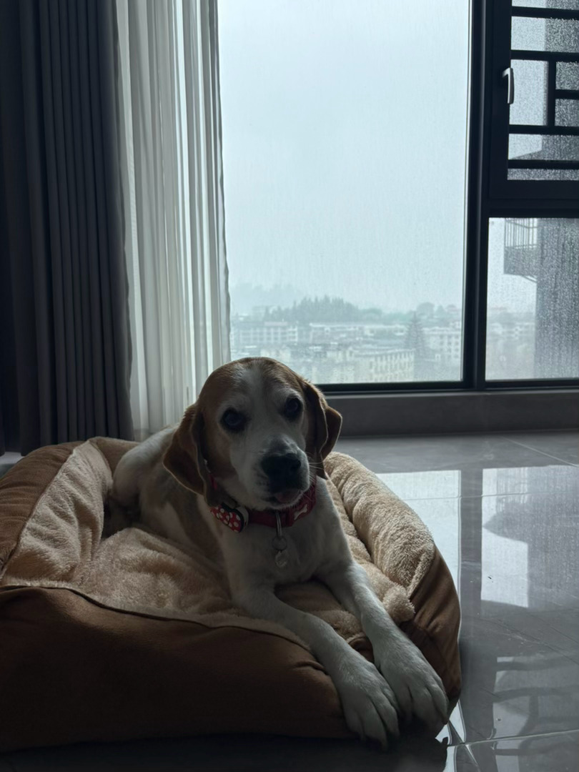 又下雨了🌧️ 