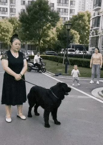 狗永远是狗，而养狗的却不一定是人。这幅动图虽然为AI作品，但是恰如其分地揭露了当