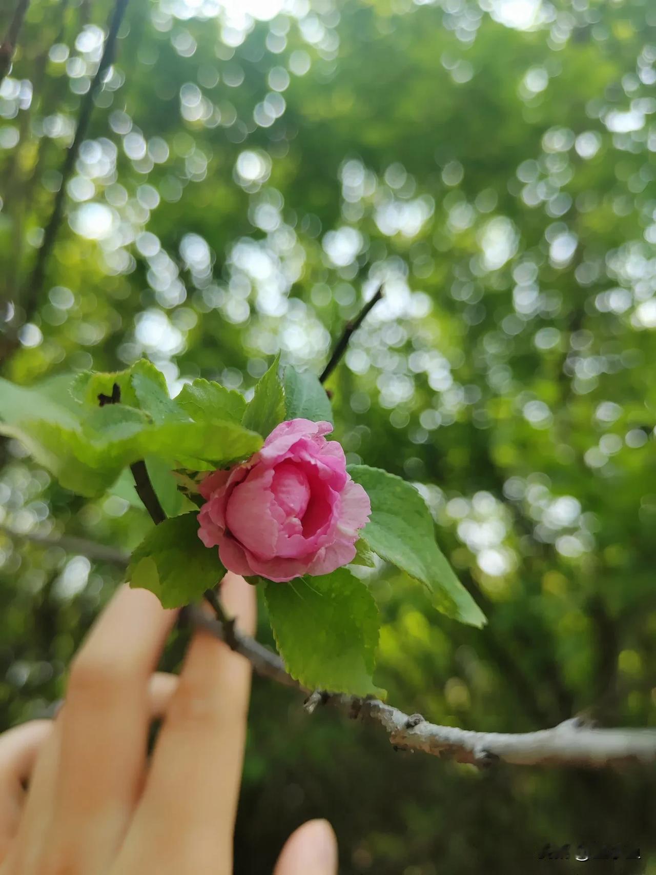 无意中发现，在许多桃树都花落结果的时候，而且果子已经有拇指发现的时候，竟然有一个