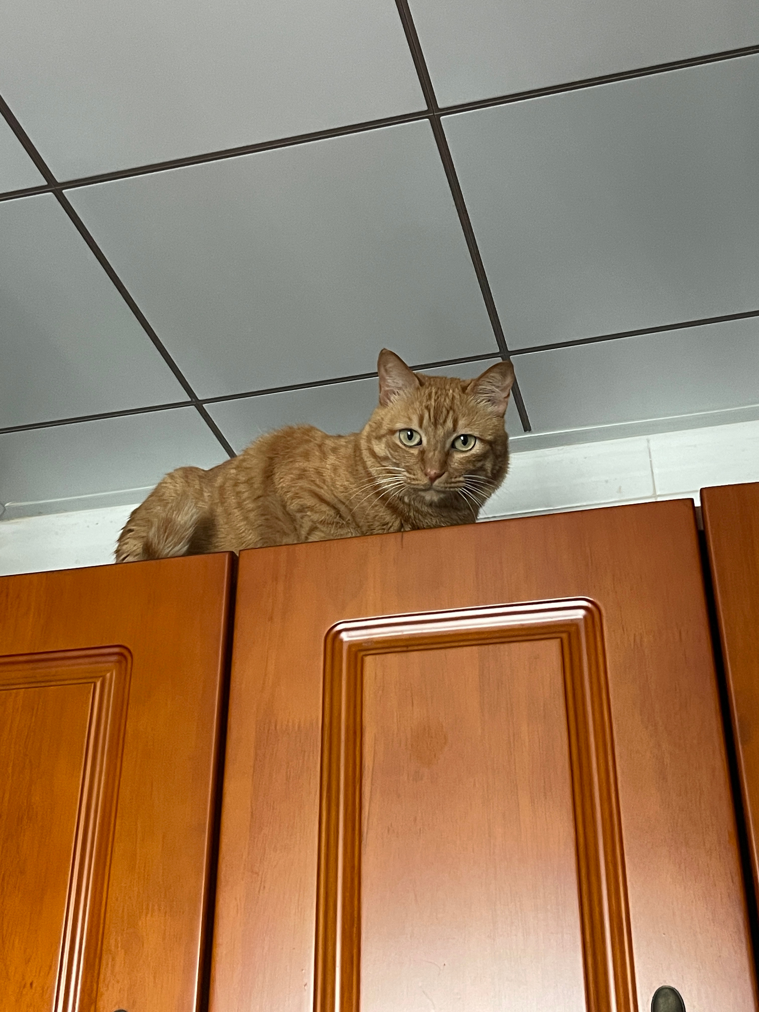 很少给家里的猫穿衣服，仅仅为了装饰作用的话。偶尔会买些可爱的围脖、小帽子给猫戴一