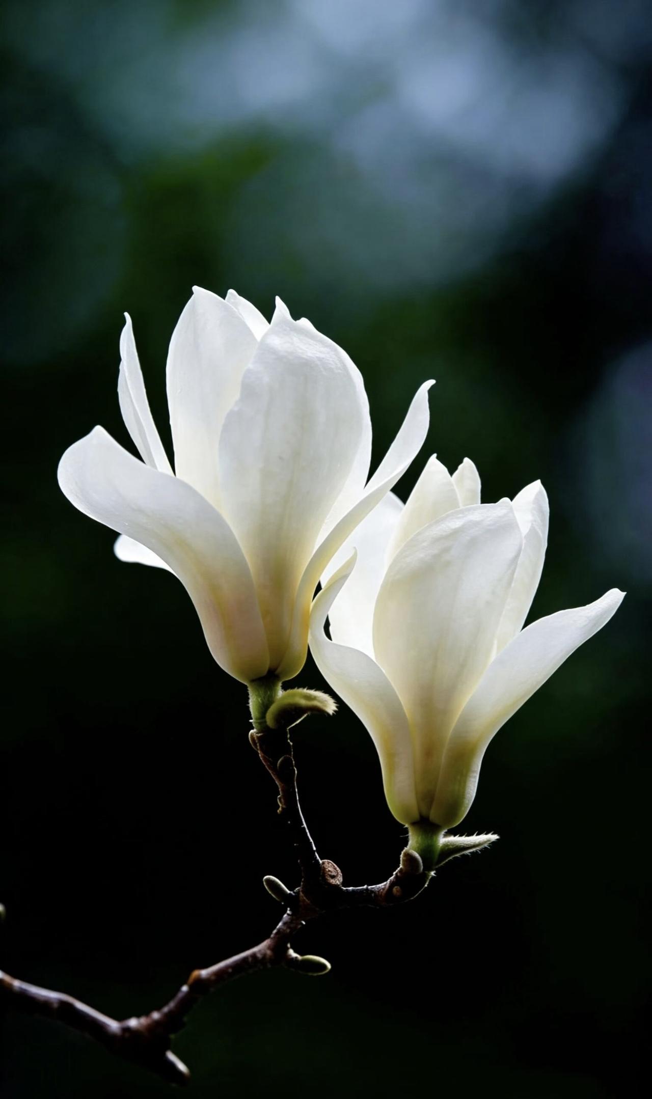 微风渐暖，草木渐盛，在这样充满生机的季节里，不妨放下心中的焦虑与纠结，去拥抱漫山