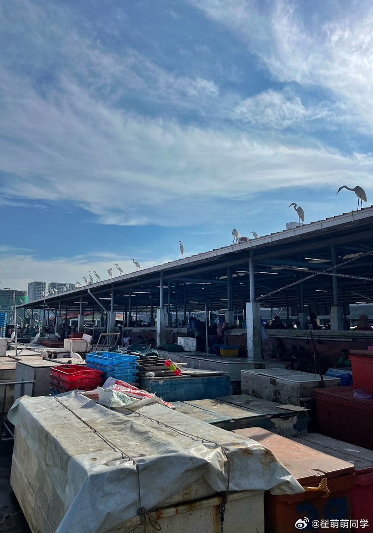 哈哈，海鲜市场，等吃饭的大白鹭。 