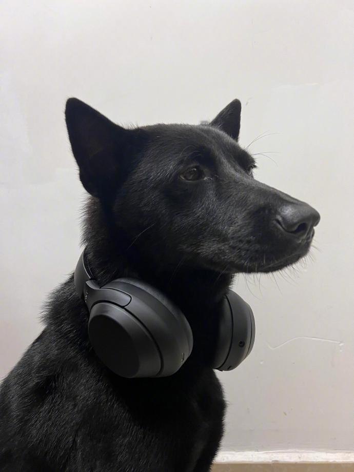 一只酷狗正在听音乐 ​​​