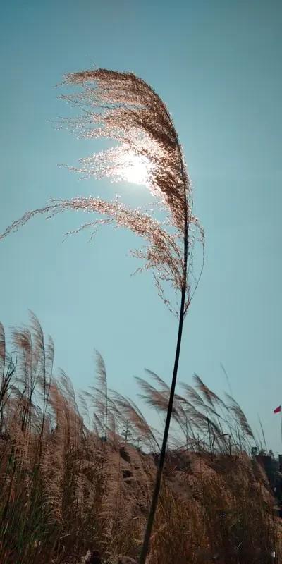 嘂嚻龘靐龖齉齾怎么念