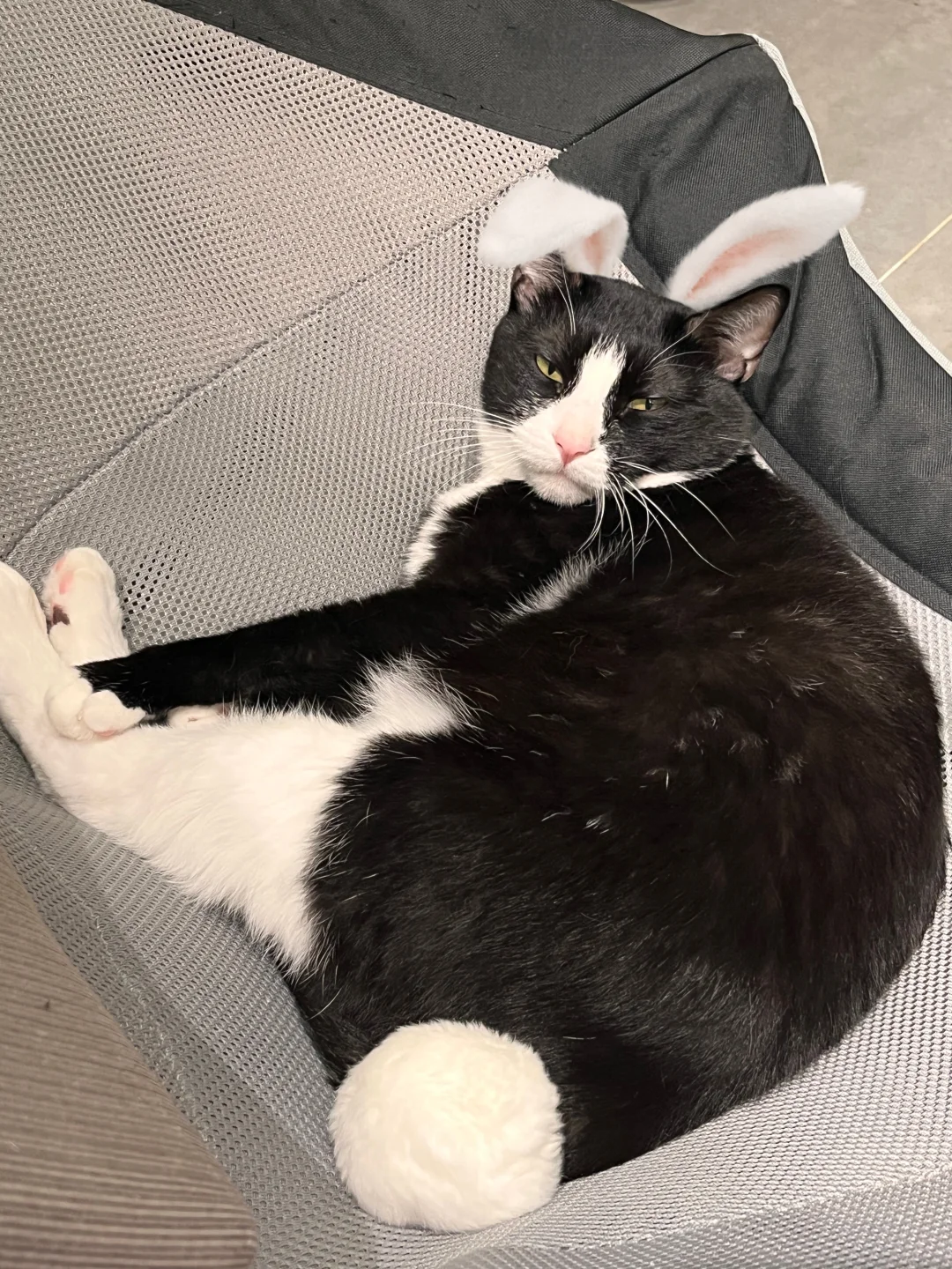 上半夜做兔男郎👯‍♂️下半夜做百特曼🐈‍