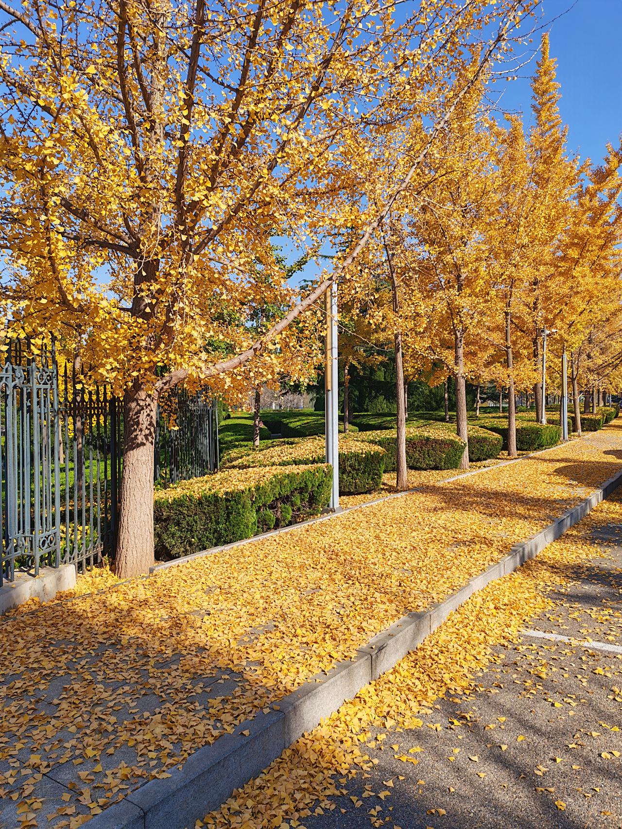 深秋时节，叶片都被染上了暖黄，在清朗天色下，宛如一幅油画。
每一片树叶都带着秋的