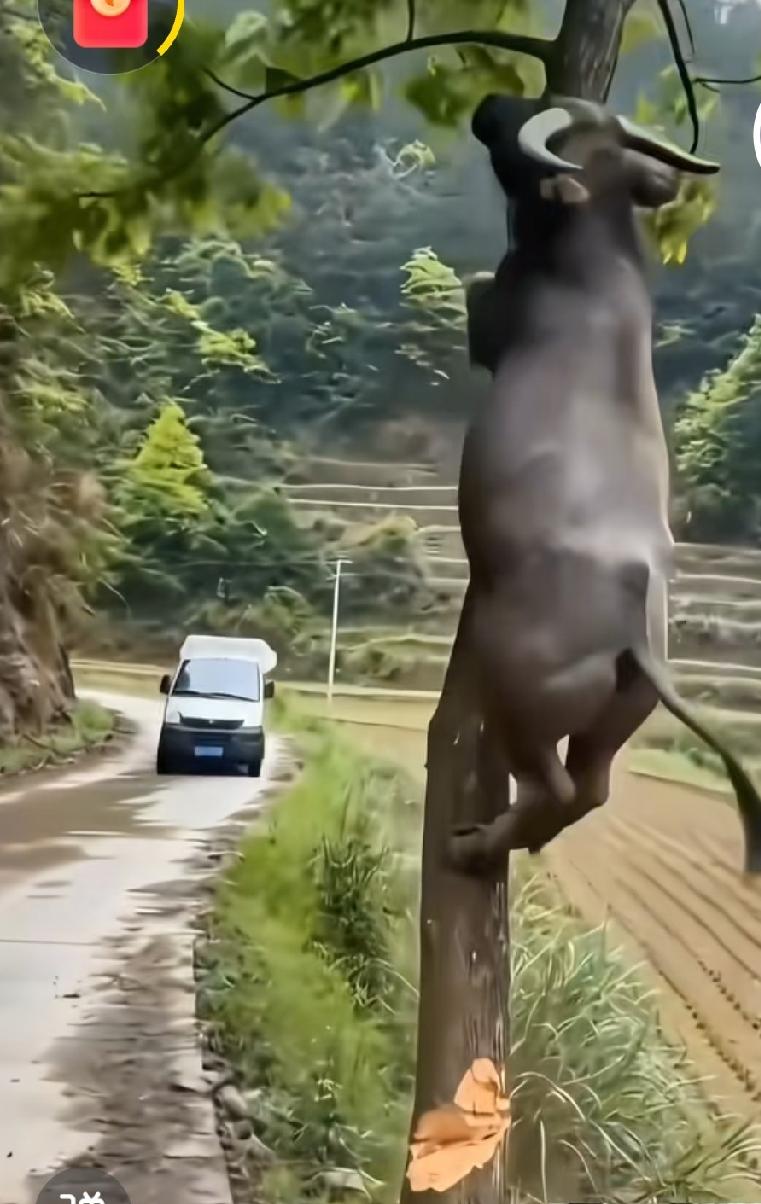 哈哈！牛也会爬树[大笑]
