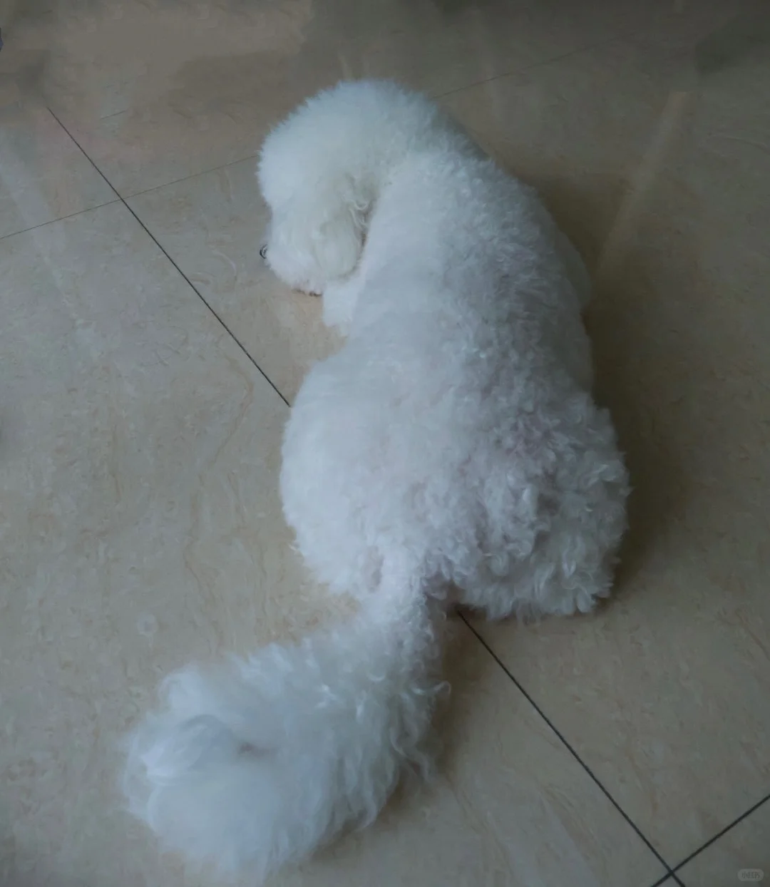 午睡了，玛卡巴卡 昨晚去做客，可给东风忙坏了，来来回回忙碌了一个晚上