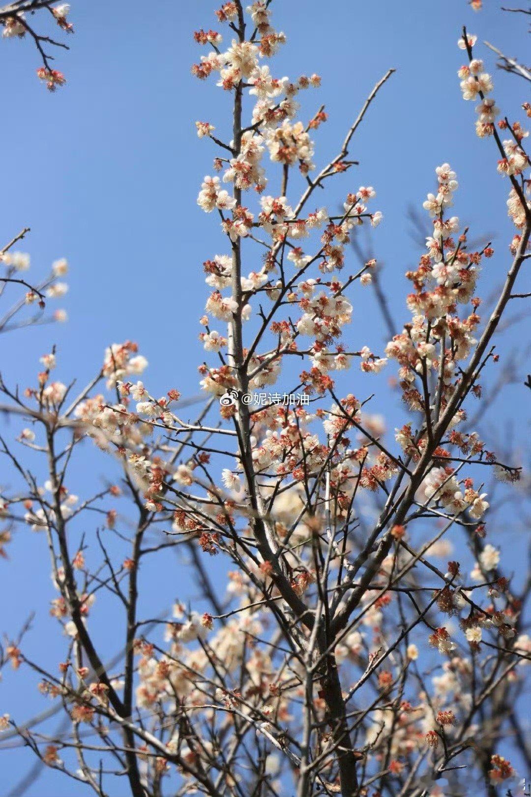 梅好花香彩云南 云南的彩林在秋季也是一道亮丽的风景线，各种颜色的树叶交织在一起，