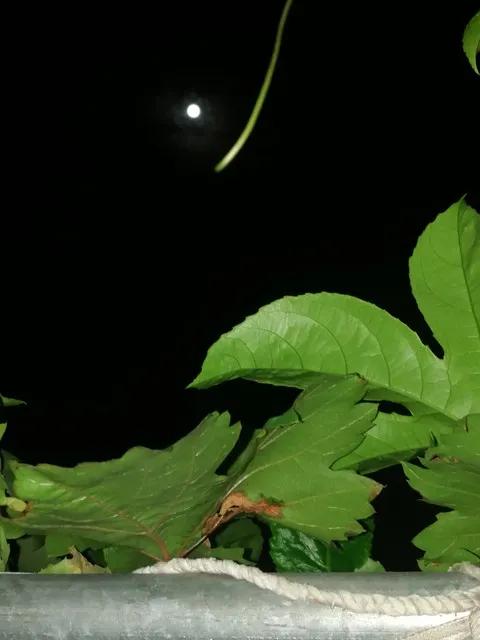 诗词打卡10：
行香子 （朱彝尊）
    蚕月桑津，轻浪鱼鳞。好风光最易愁人