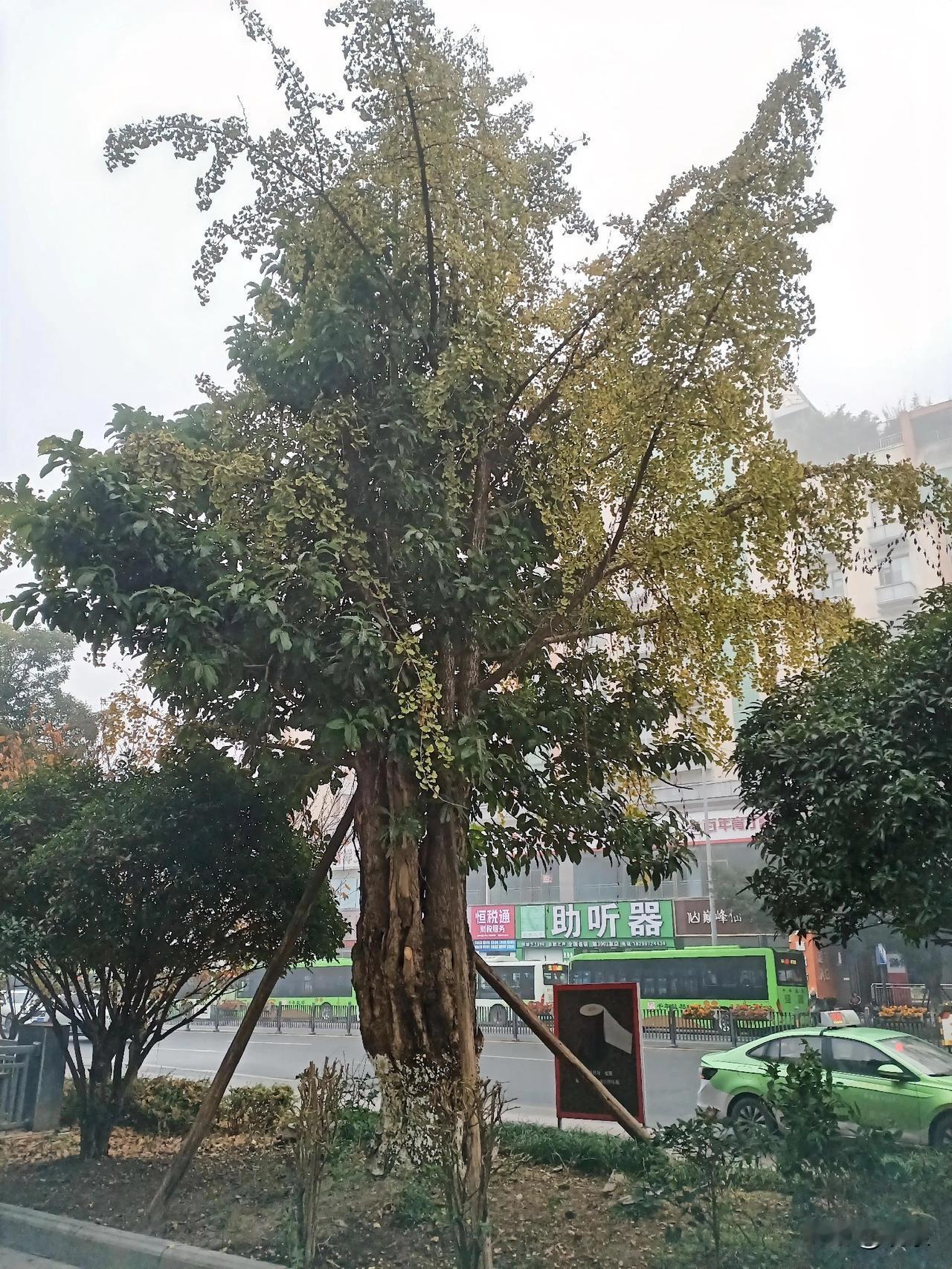 自贡丹桂大街有一“怪”

行道树中的“特别”你肯定还没有看见

一根树子桩桩上长