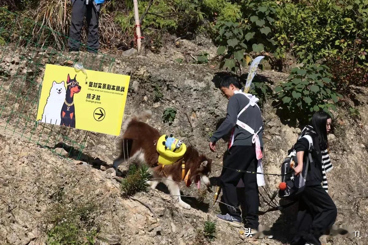 萌宠带火小山村：“汪汪队”立功，农产品售罄民宿满房

清晨的宁波奉化陶坑村，蜿蜒