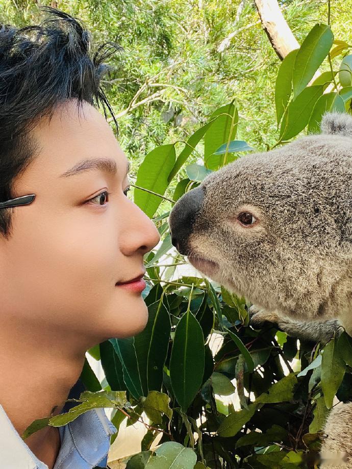 张晚意和考拉合照 张晚意和考拉合照了，张晚意拍的考拉真的是有点可爱了呀，感觉两个