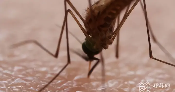 蚊子进入活跃期 市民如何防范？