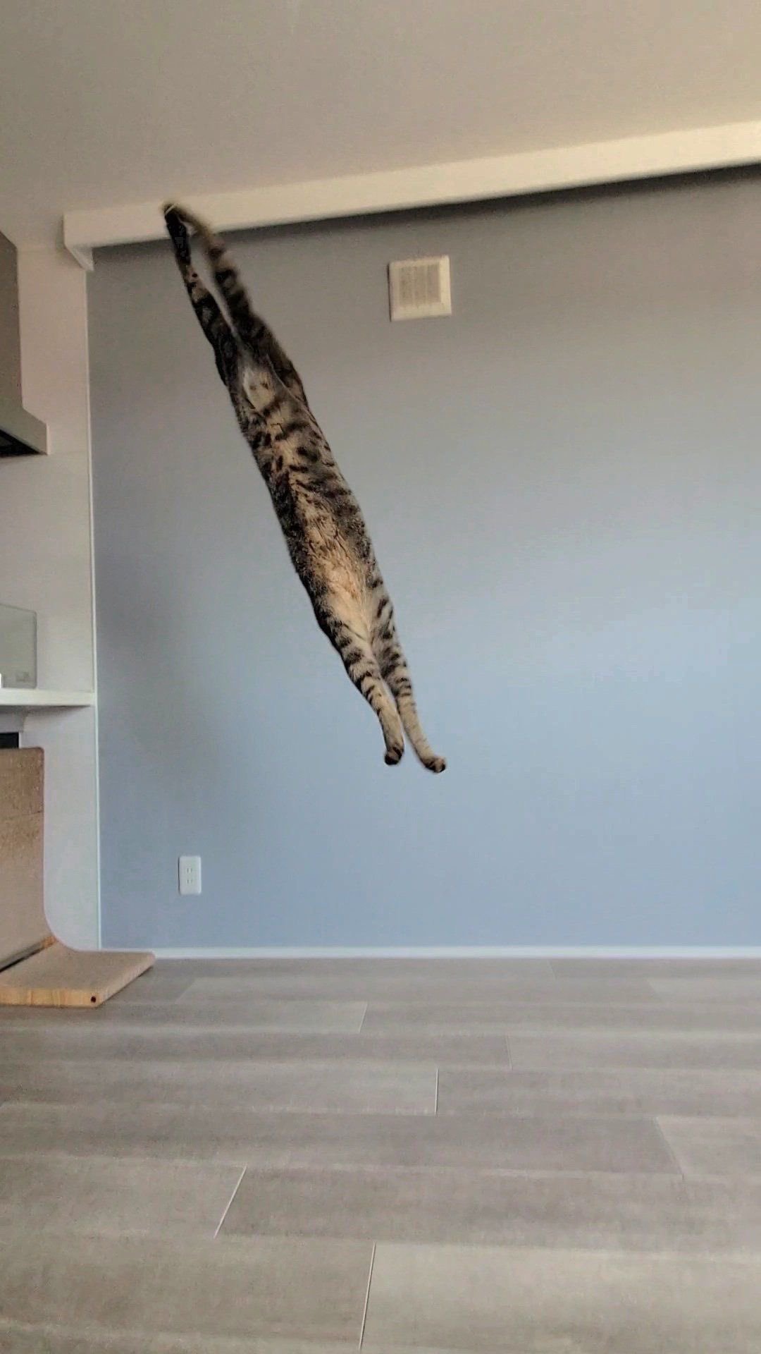 飞猫 ​​​