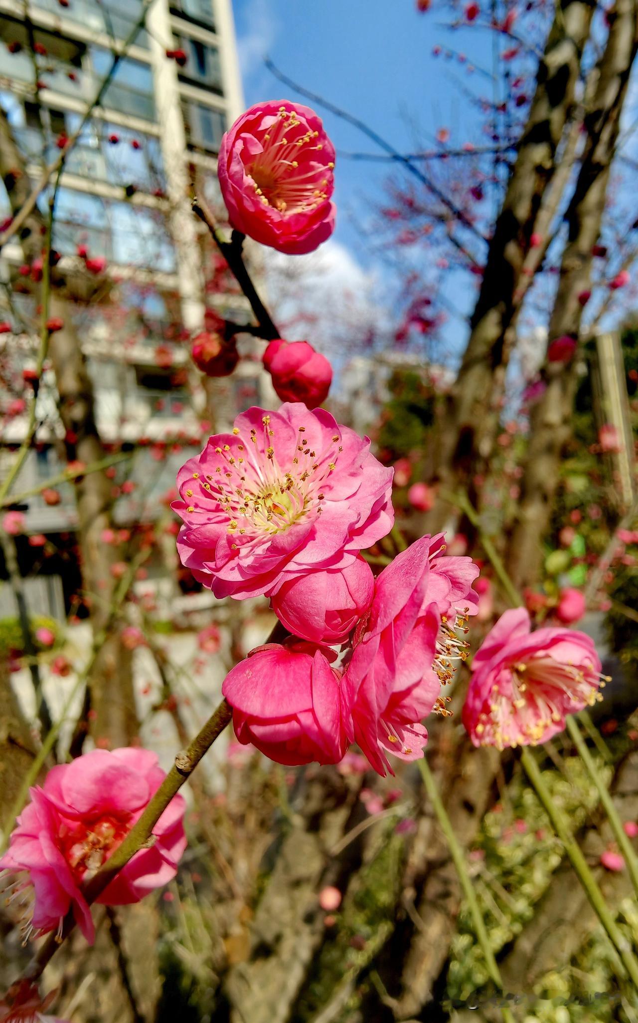 [凌寒红梅赞.随拍]
昨日今天，恰逢大寒。正所谓“寒气之逆极”，然而小区里的红梅