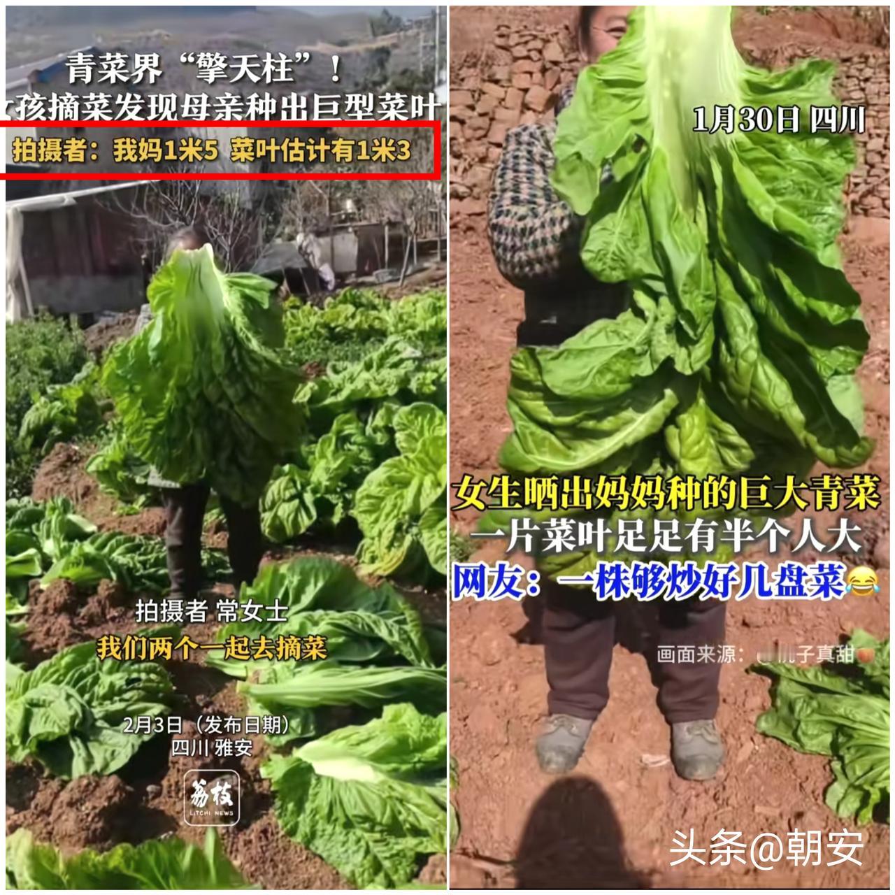 彻底解释不清了！

四川雅安女子跟妈妈下地收青菜，直接被
地里的“巨型青菜”惊到