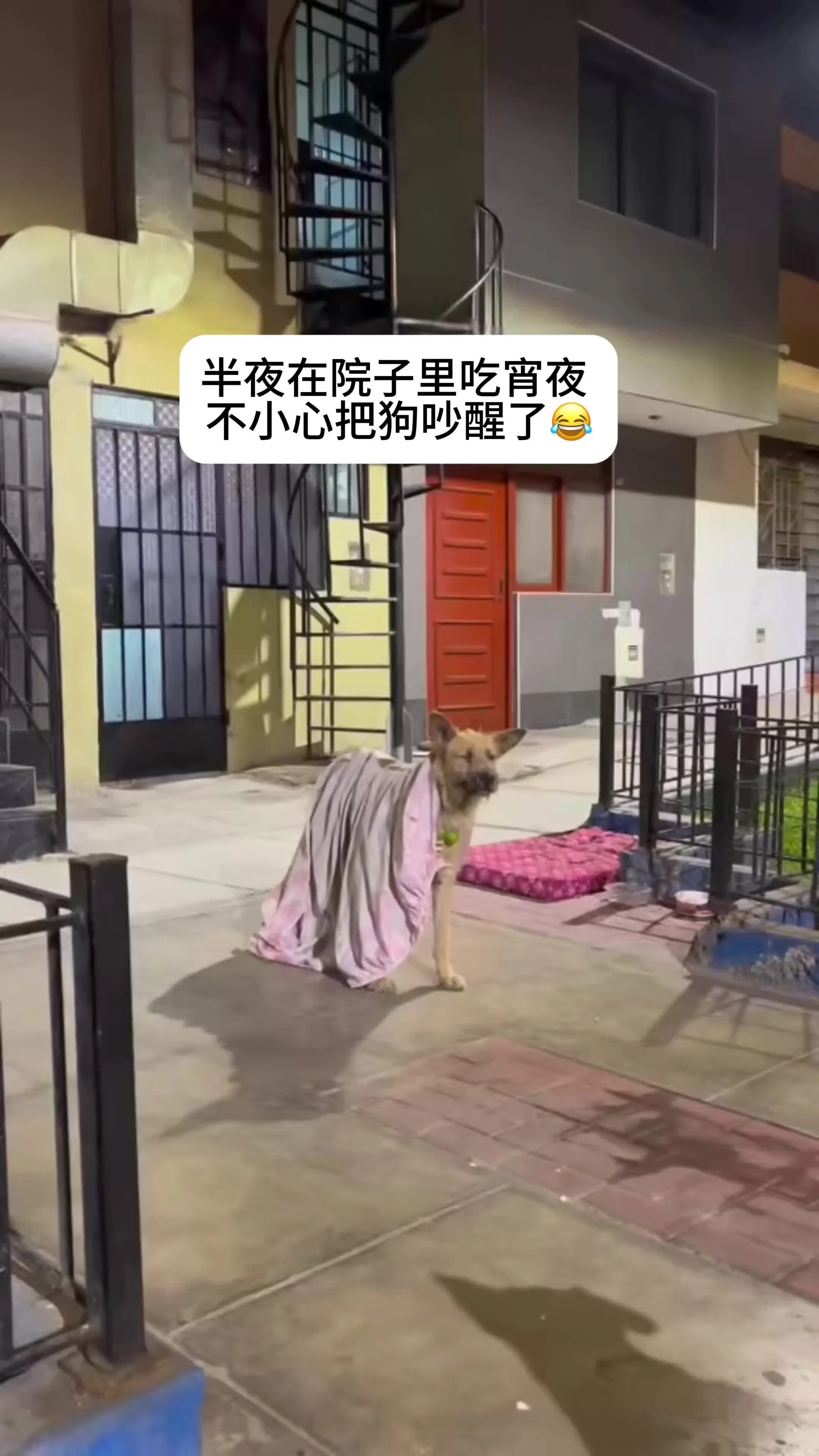 狗狗以为家里进贼了，被子都来不及掀就起来了😂万妮达为我定制的短剧进行曲
