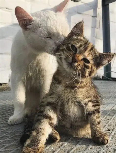 上海一夜店可现场登记结婚管生不管养，叉烧满地躺。 ​​​