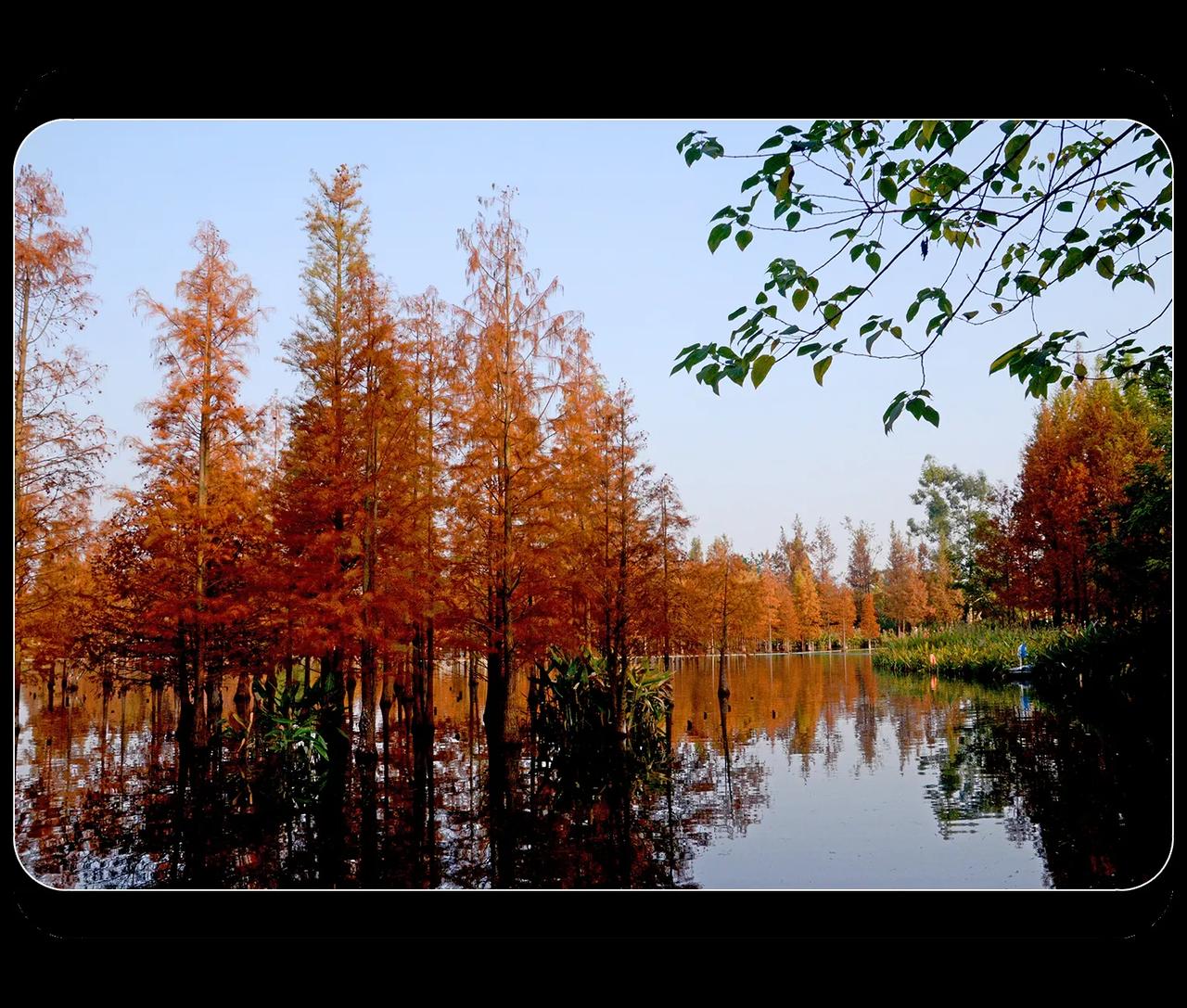 《水中的水杉树》
冬季，水杉是特有的一景。红红的，像是冬天里的一把火。成都白鹭湾