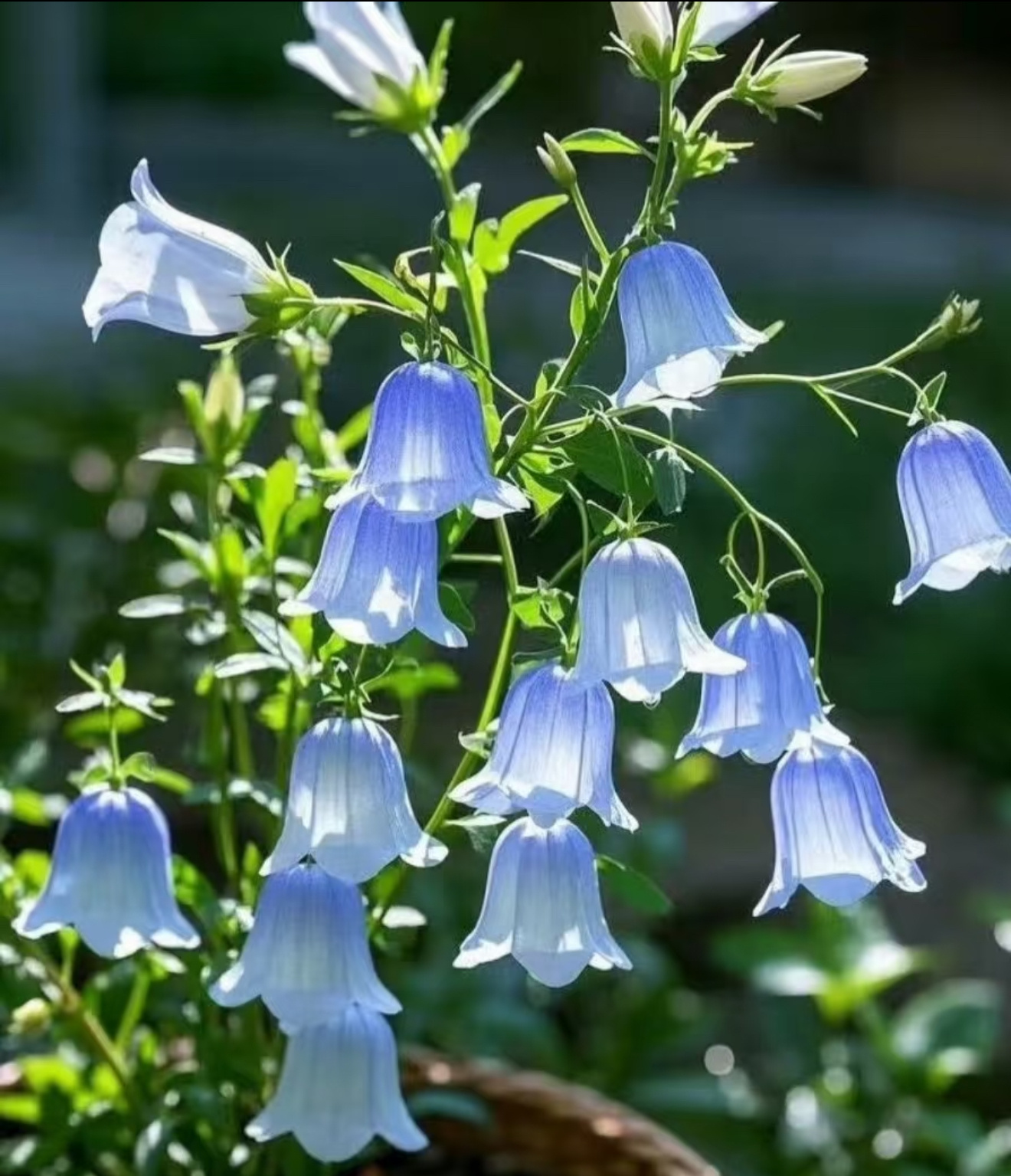 2200风铃草的日常种植养护秘籍寓意：风铃草象征温柔、健康、感恩、创造力。喜欢它