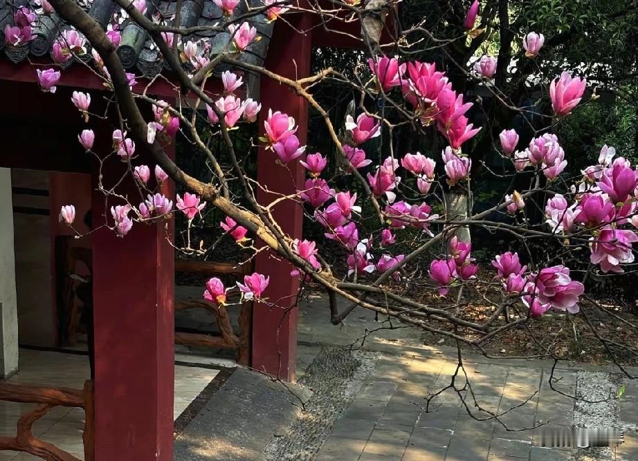 翠屏山的花开喽，别说我没告诉你们哈！


李春一个月了，翠屏山上的花开得可漂亮了